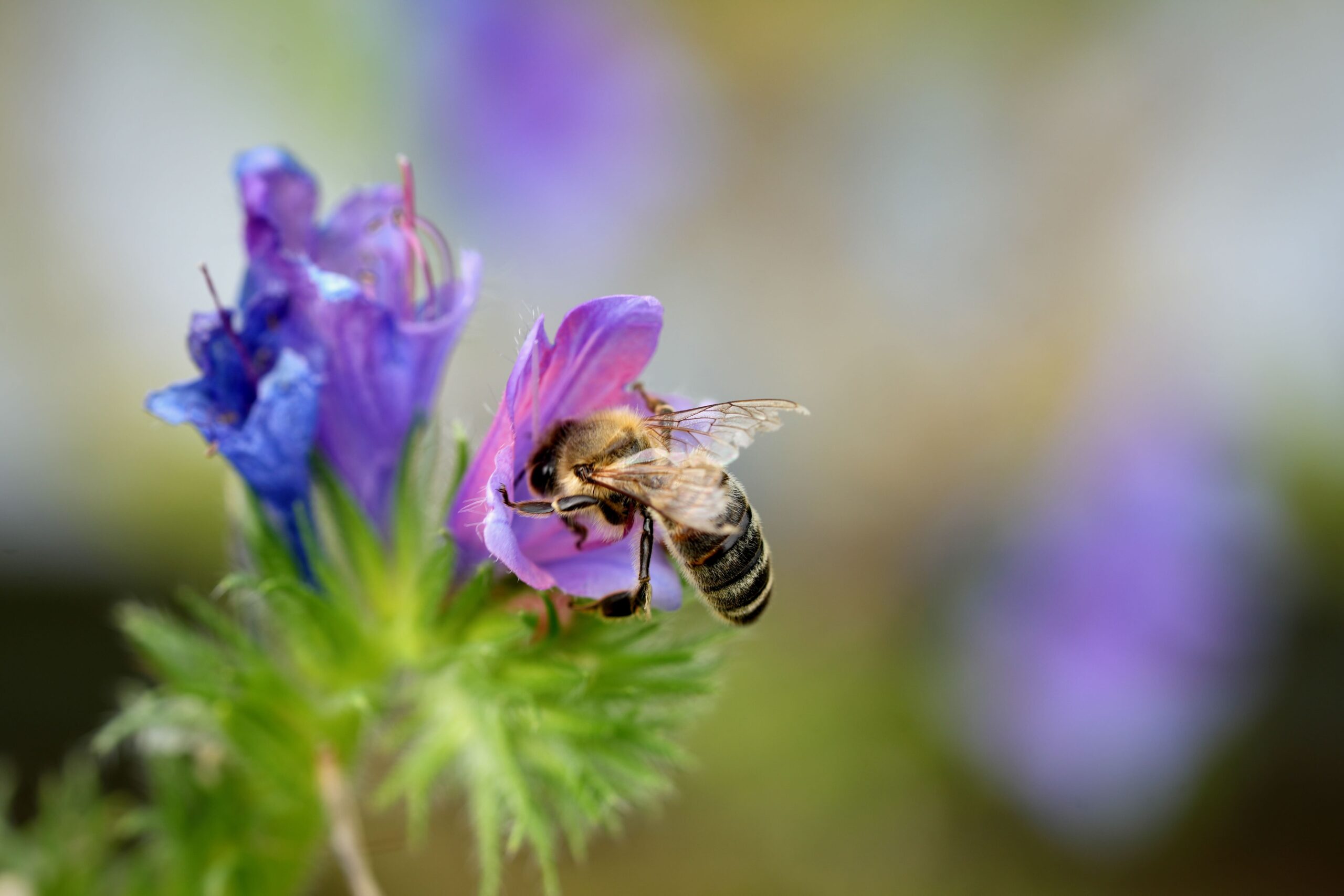 Biene taucht in eine lila Blüte