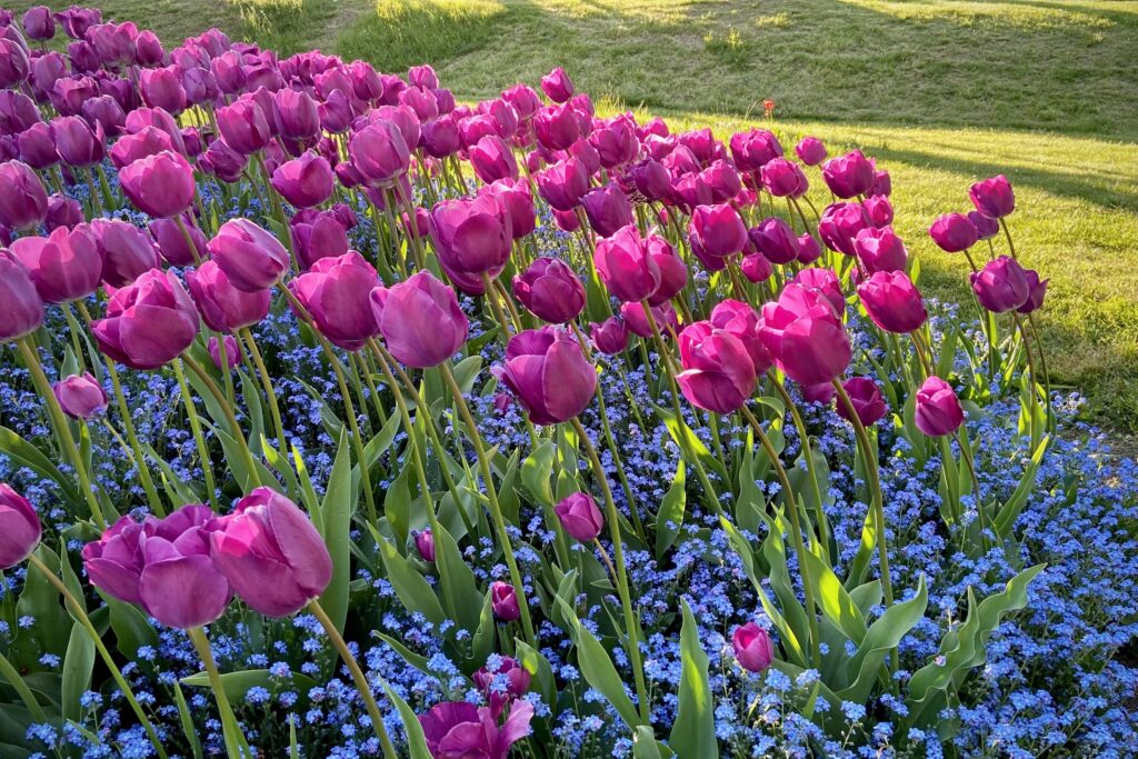 Lila Tulpen