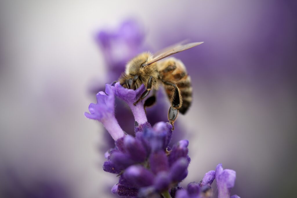 Biene auf Lavendel